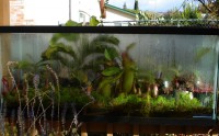 /album/www-masozravky-sk/a12-22-2008-terrarium1-jpg/
